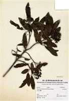 藏品(玉山假沙梨)的圖片